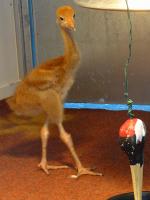 Blue Yellow Blue on 12th June 2012 Blue Yellow Blue on 12th June 2012